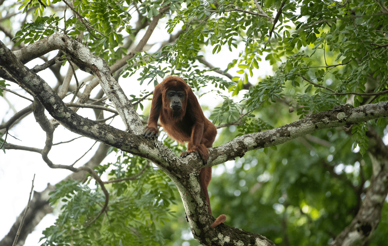 Naturaleza y tecnología