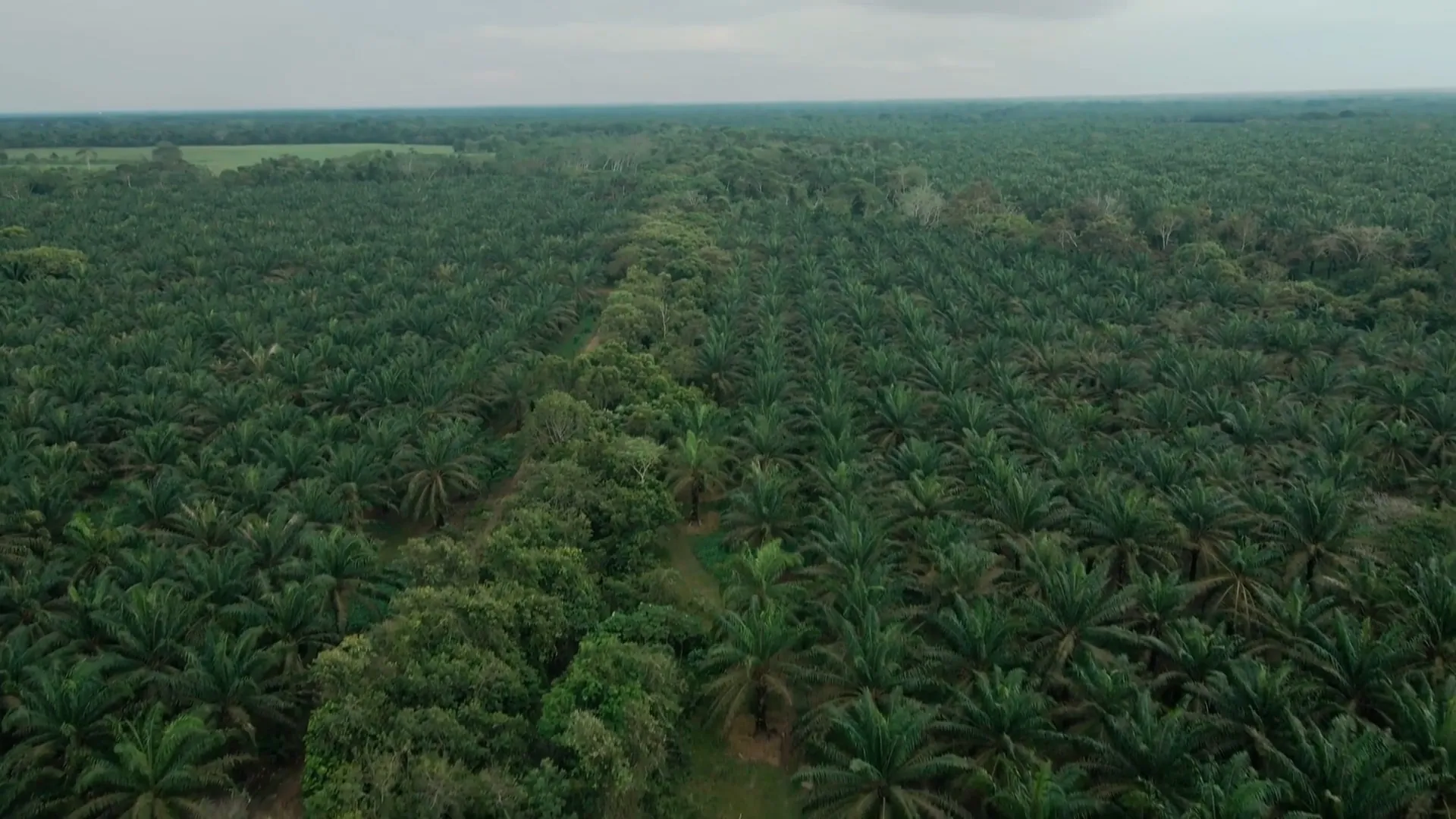 Vista aérea de un cultivo de palma