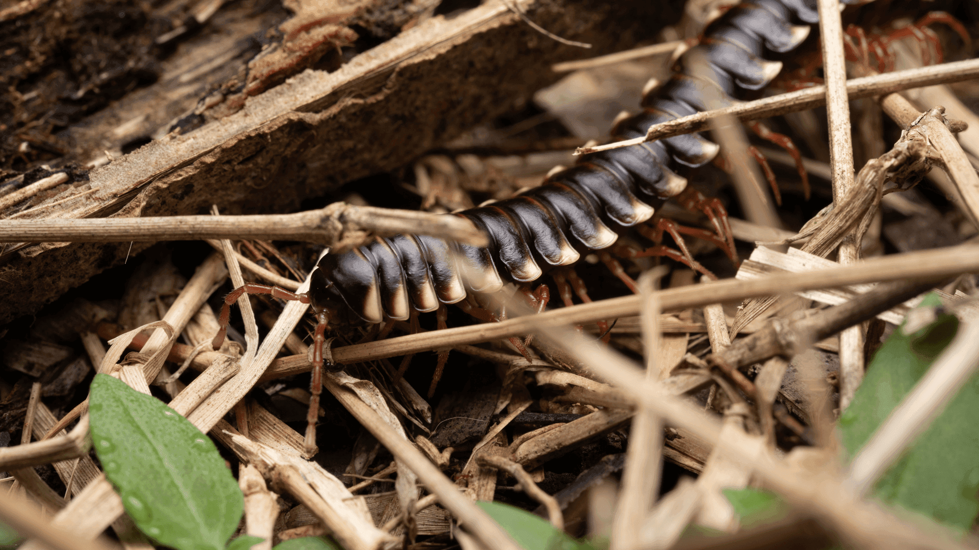 TRATAMIENTO PREVENTIVO DE PLAGAS