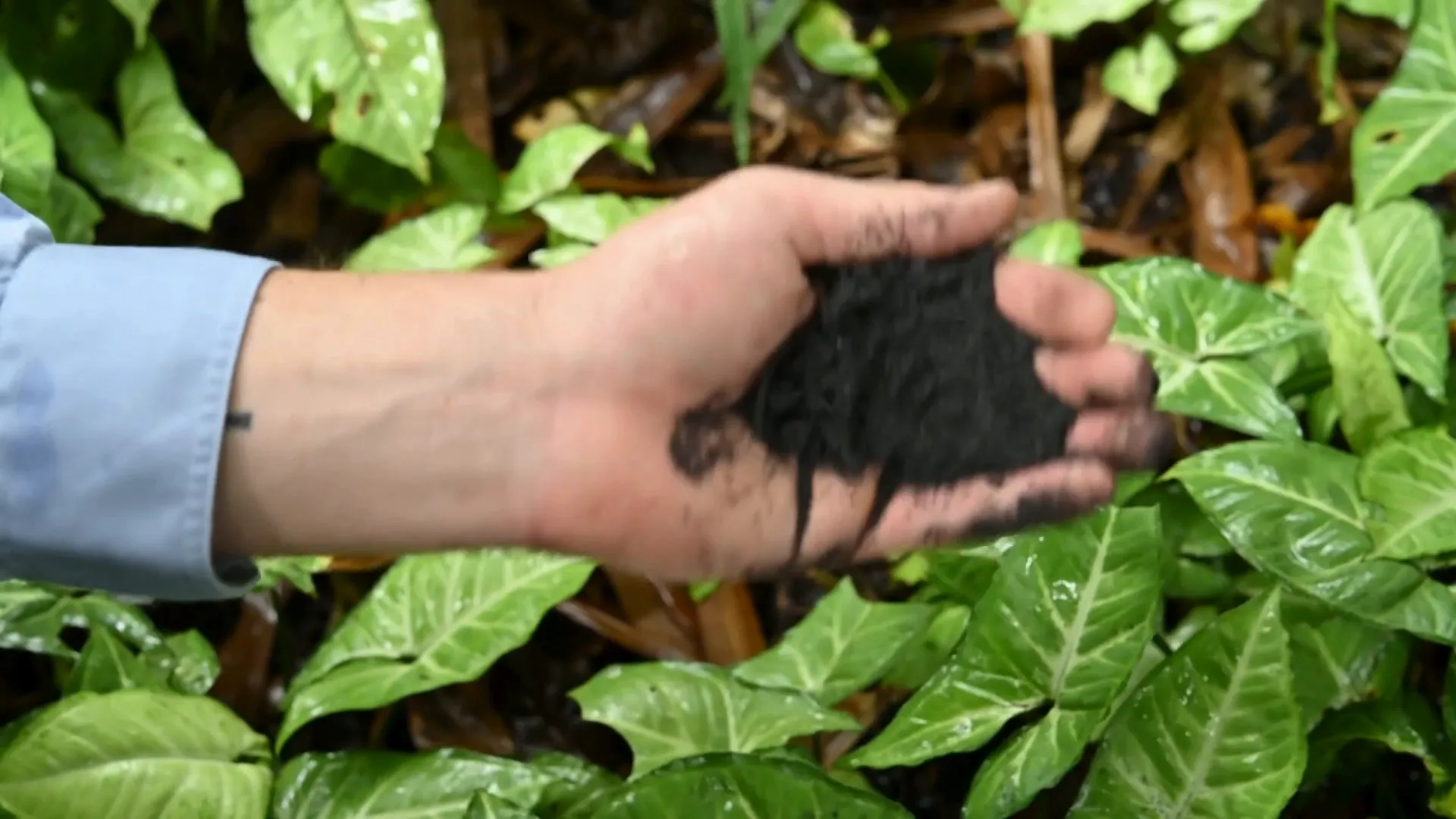Mano sosteniendo biochar sobre plantas jóvenes