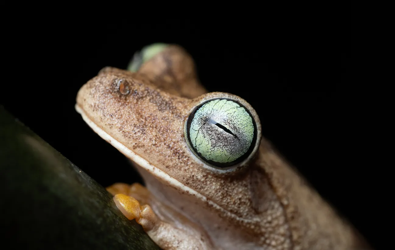 Rana arborícola sobre una rama